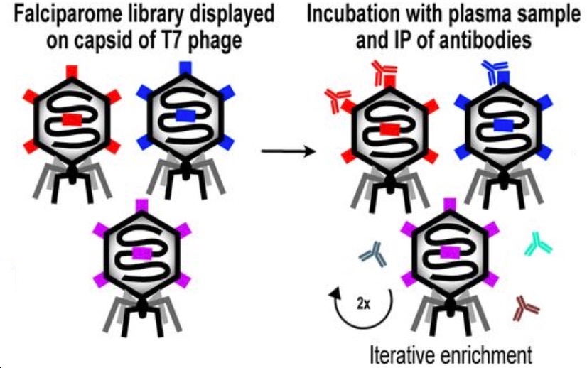 phage representations