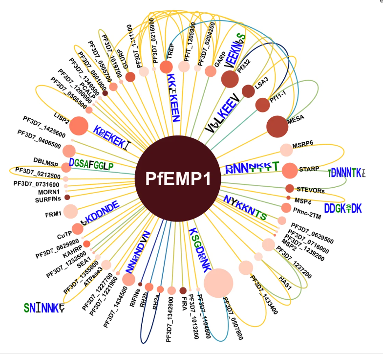 Schematic of Network of PfEMP1 sharing inter-protein motifs with other seroreactive proteins 